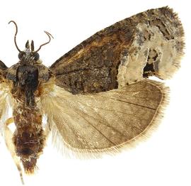   Ecdytolopha insiticiana 
