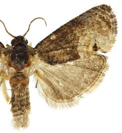   E .  insiticiana  male
