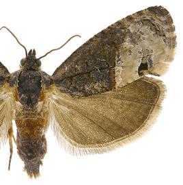   E .  insiticiana  female
