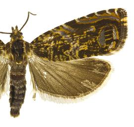  Female
