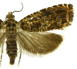  Male
