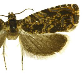  Male
