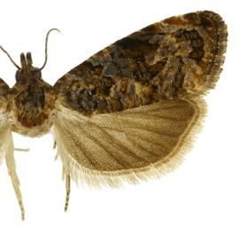  Male
