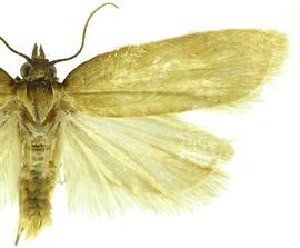  Male
