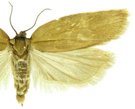  Female
