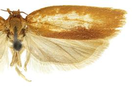  Male
