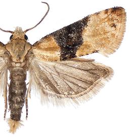   Eupoecilia ambiguella 
