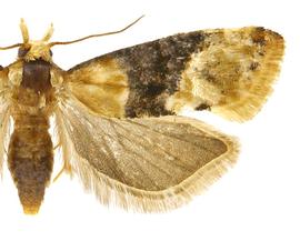 Female
