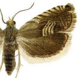   Grapholita delineana 
