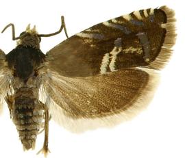   G .  interstinctana 
