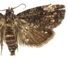   G .  aurantianum  female
