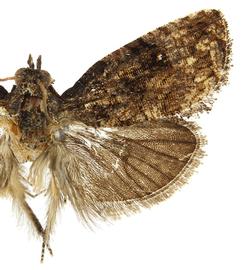   G .  aurantianum  male
