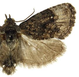   G .  punctidiscanum  male
