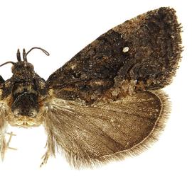   G .  punctidiscanum  female
