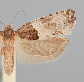  Female. © John W. Brown. Image used with permission.
