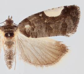  Female. © Loren Jones. Image used with permission
