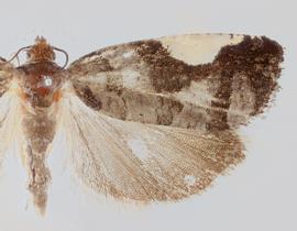  Male. © Loren Jones. Image used with permission
