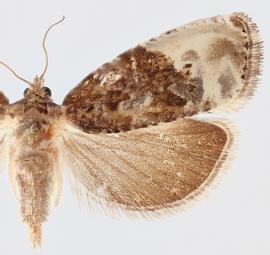   Hedya nubiferana . © Loren Jones. Image used with permission.
