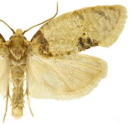   Henricus umbrabasana 
