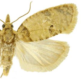  Male
