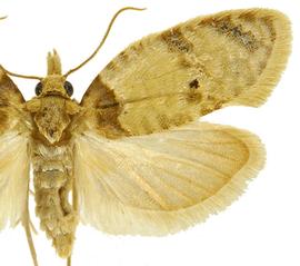  Male
