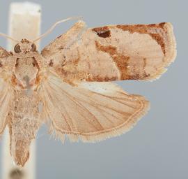   Homona coffearia . © Loren Jones. Image used with permission.
