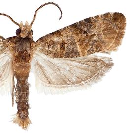  Male
