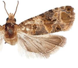  Male
