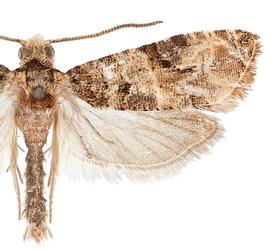  Male

