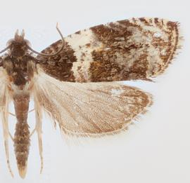   Olethreutes fasciatana . © Loren Jones. Image used with permission.
