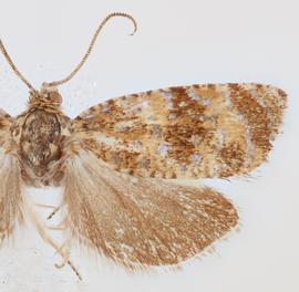   O. ferrolineana . © Loren Jones. Image used with permission.
