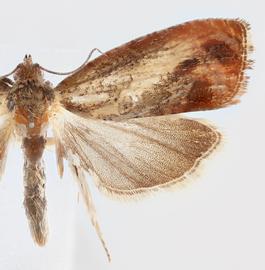   Olethreutes hamameliana . © Loren Jones. Image used with permission.
