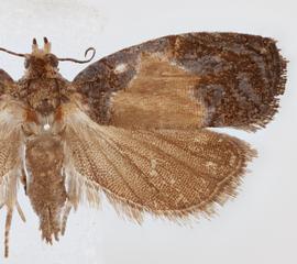   Olethreutes osmundana . © Loren Jones. Image used with permission.
