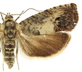   Pammene fasciana 

