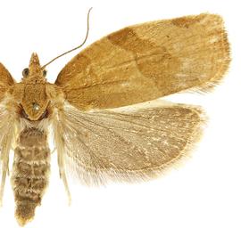   P .  cerasana  female
