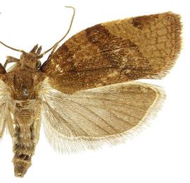   P .  cerasana  male
