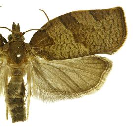   P .  heparana  male
