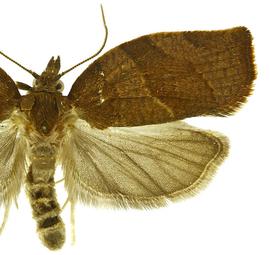  Male
