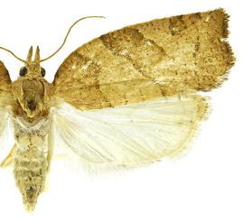  Female
