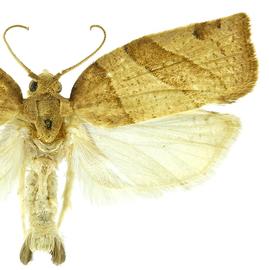  Male
