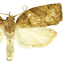  Male
