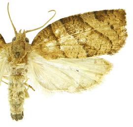  Male
