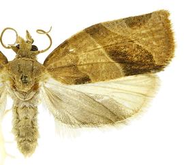  Male
