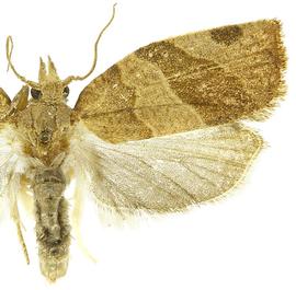  Male
