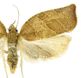  Male
