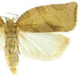   P .  pyrusana  female
