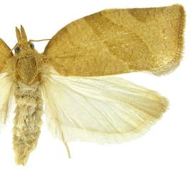  Female
