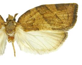   P .  pyrusana  male
