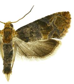   Paralobesia   lireodendrana 
