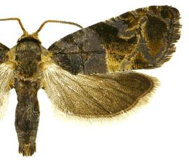   Paralobesia   monotropana 
